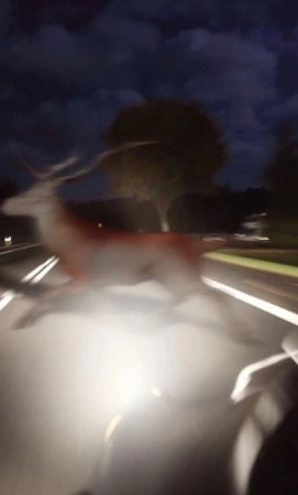 Aunque los accidentes de tráfico con animales bajaron ligeramente en 2024, siguen siendo un problema habitual en nuestras carreteras, sobre todo en las secundarias. Jabalíes, corzos y perros provocan 8 de cada 10 accidentes de este tipo, especialmente en zonas como Castilla y León, Galicia o Cataluña. Además, reparar el coche tras un choque así puede salir por unos 2.000 euros de media, el doble que un accidente normal.